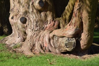 Koupím pařez, větvení, kořen stromu - 2