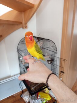 Agapornis s klecí - 2