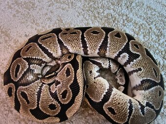 Krajta královská - samec - 2