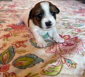 Jack russel terrier s PP - 2