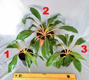 Zelenec oranžový Chlorophytum Green Orange - 2