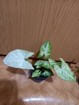 Syngonium - 2