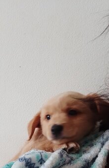 Labrador zatím retvirem - 2
