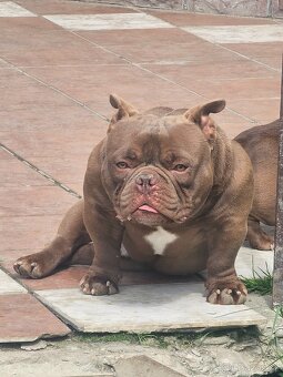 American Bully Nano pes a fena - 2