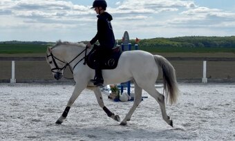Top Connemara pony - 2