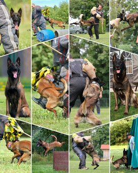 Belgický ovčák malinois s PP - 2