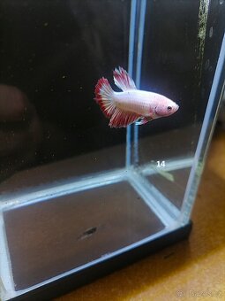 Betta Splendens - Betta bojovnice (Samec 14) - 2