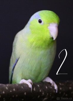 Papoušíček šedokřídlý (Forpus coelestis) - 2