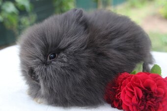 Miminka zakrslých teddy a lvíčků ihned k odběru i rezervaci - 2