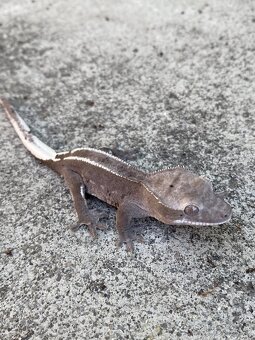 AXANTHIC C. Ciliatus - 2