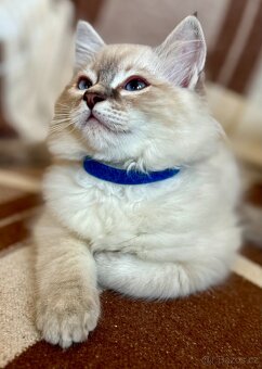 Luxusní Ragdoll koťátko bez PP - 2