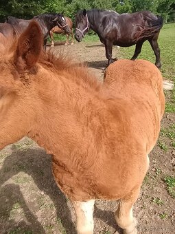 Percheron - 2
