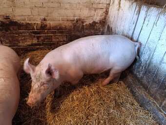 Prodám prase - 2