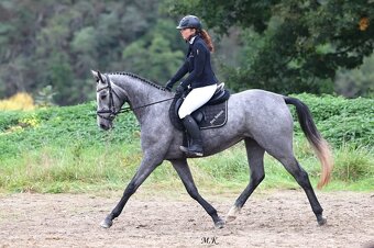 3,5letá skoková klisna - 2