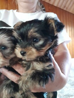 Jorkširsky teriér - 2