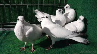 Prodám vídeňské rejdiče, antverpské vousáče a kočinky - 2