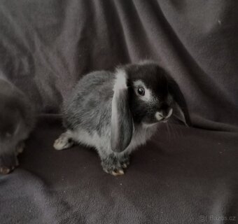 Zakrslý beránek králíček - 2