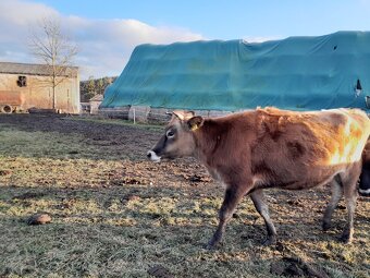 Jalovice Jersey březí - 2