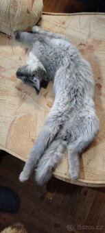 Mainská mývalí bez pp - 2