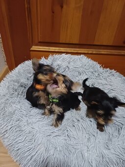 Jorkšírský terier - 2