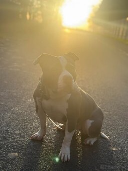 Dobry den daruji pejska do dobrých rukou : Američan bully - 2