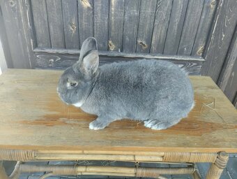 Vídeňský modrošedý králík – samec - 2