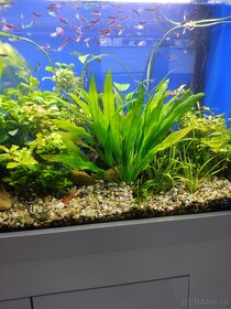 Akvarijní rostliny , SUPER cena - 2