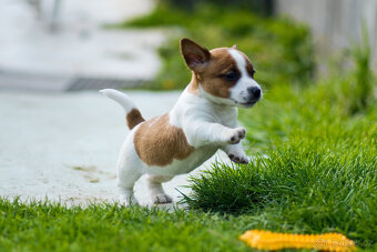 Jack Russell terier - hladkosrstá fenka s PP - - 2