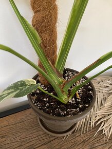 Monstera thai constellation - 2