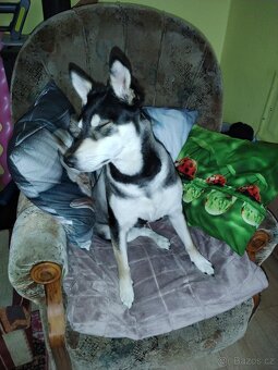 Pes křížence Husky - 2
