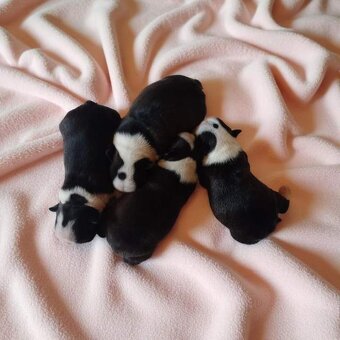 Boston Terrier,Boston,Bostonsky terier - 2