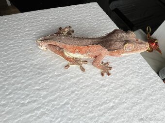 Pagekon řasnatý- Correlophus ciliatus - 2