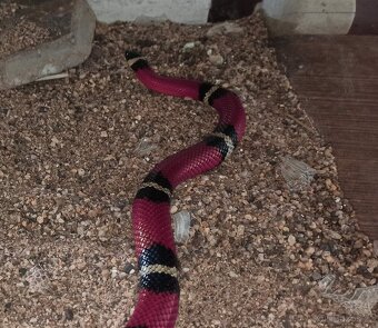 Lampropeltis triangulum sinaloe - 2