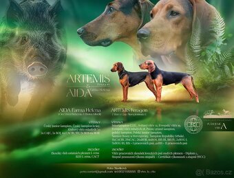 Aston - srbský honič - 2