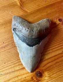 Zub megalodon USA original XL - 2