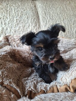 Joršír,jorkšírsky teriér,yorkšhir,jork - 2