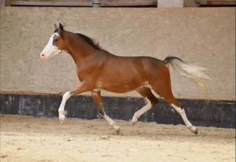 Hřebec AMHR/ASPC- minihorse - 2