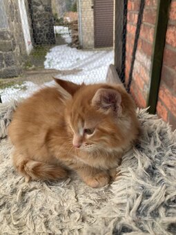 Mainská mývalí, - 2