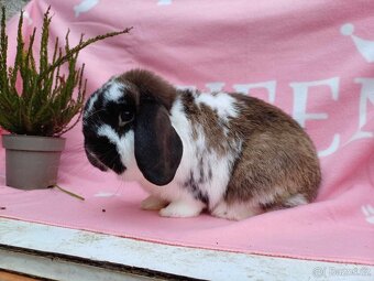 Tipový Sameček Zakrslý Beránek MiniLop - 2