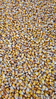 Pšenice, kukuřice - 2