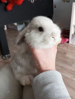 Zakrslý beránek králíček - 2