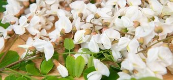 Trnovník akát bílý - 2