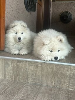 Samojed - 2