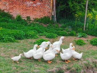 Cholmogorská čistá housata - 2