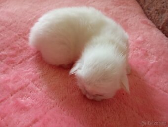 Turecká Angora - 2