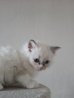 Ragdoll - 2