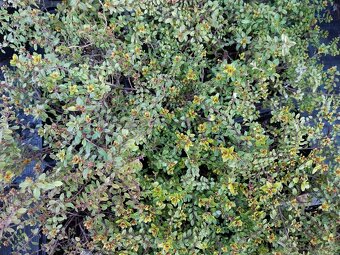 Prodám sazenice tymiánu Thymus x citriodorus ´Aureus´ - 2