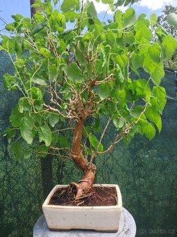 Bonsaj,bonsai Morusovnik - 2
