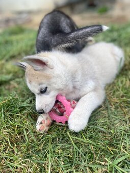Prodám štěně sibiřské husky - 2