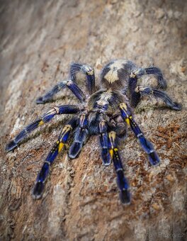 Zvýhodněna cena Poecilotheria metallica - 2